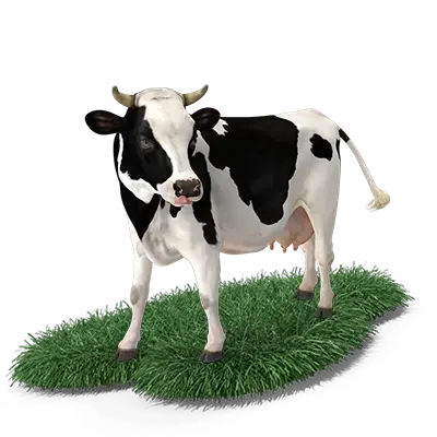 cow